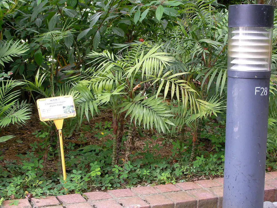 Reference photo of Parlor Palm (Chamaedorea elegans)