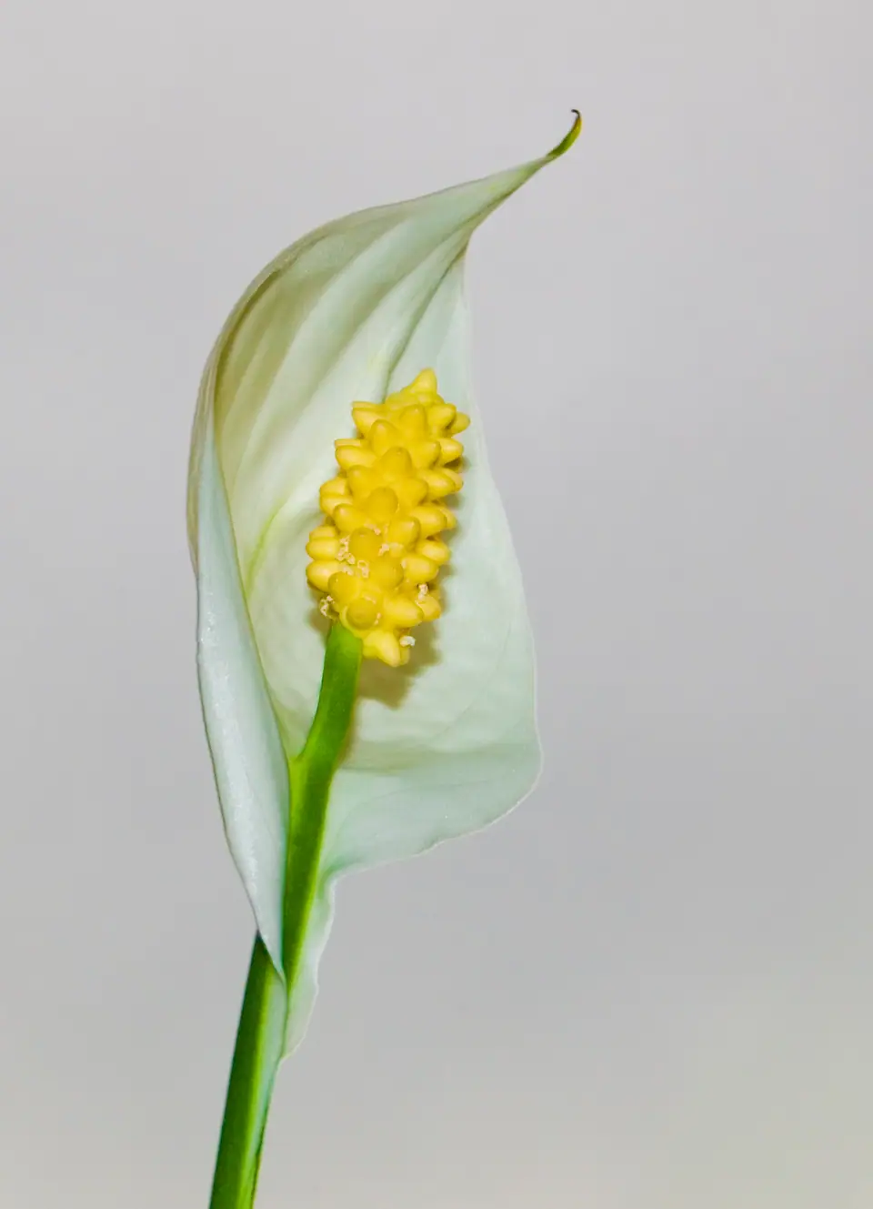 Reference photo of Peace Lily (Spathiphyllum wallisii)