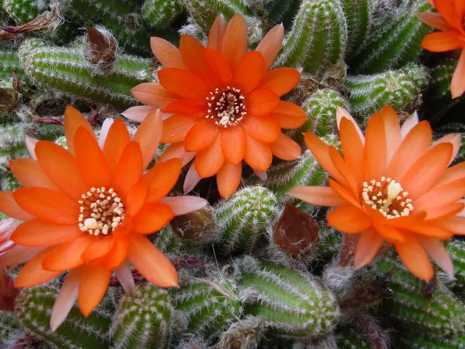 Reference photo of Peanut Cactus (Echinopsis chamaecereus)