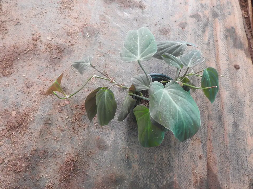 Reference photo of Philodendron Micans (Philodendron hederaceum var. hederaceum)