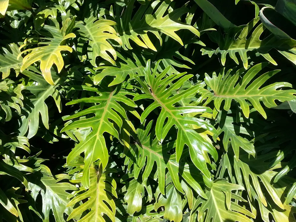 Reference photo of Philodendron Xanadu (Thaumatophyllum xanadu)