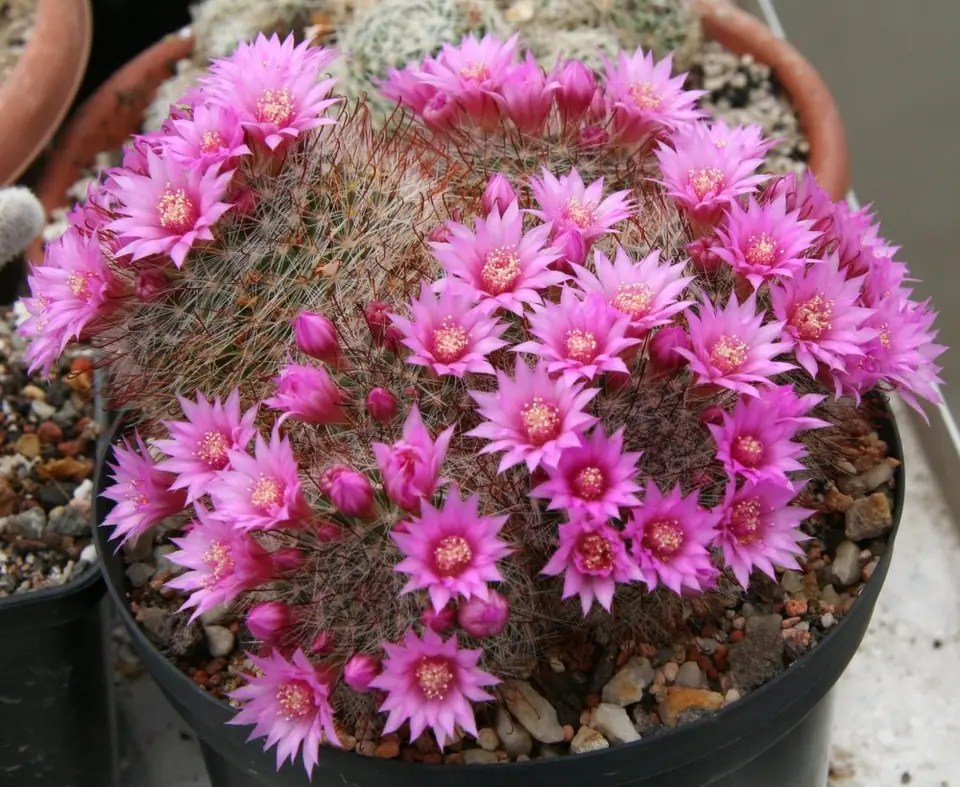 Reference photo of Pincushion Cactus (Mammillaria crinita)