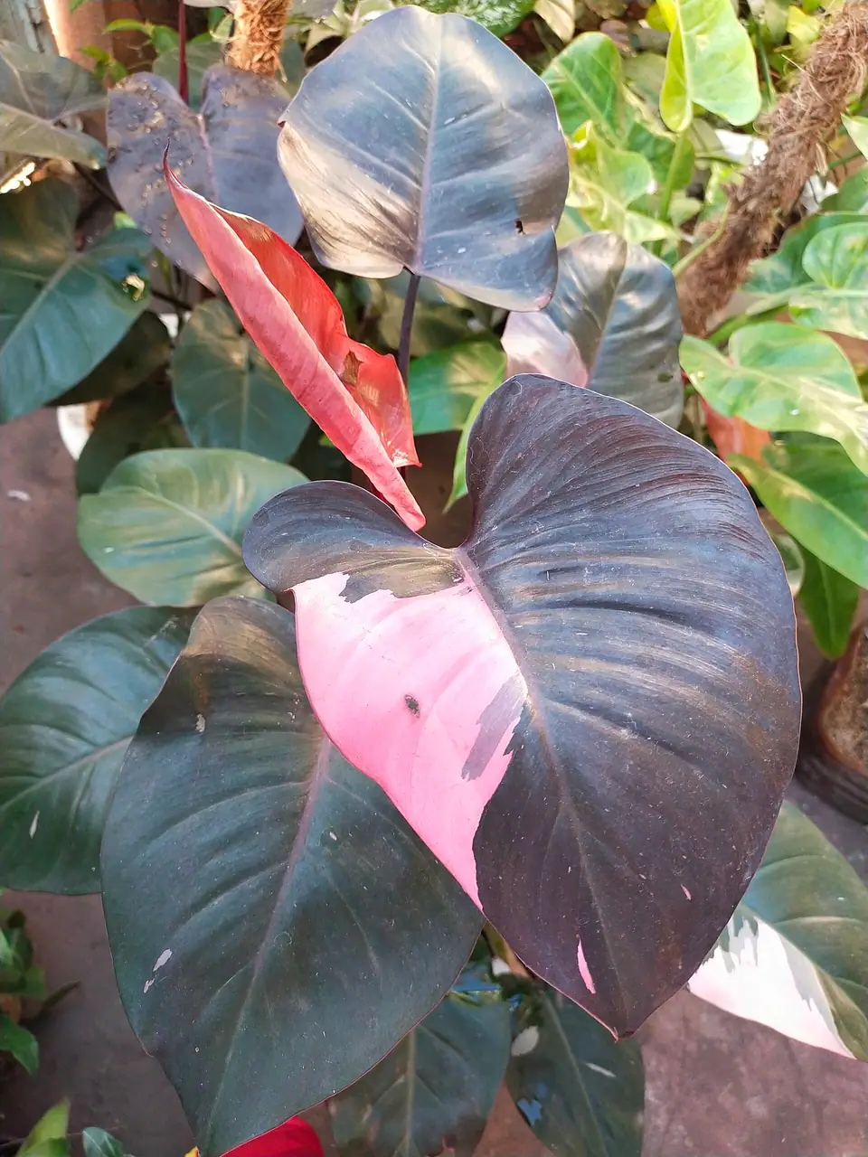 Reference photo of Pink Princess Philodendron (Philodendron erubescens 'Pink Princess')