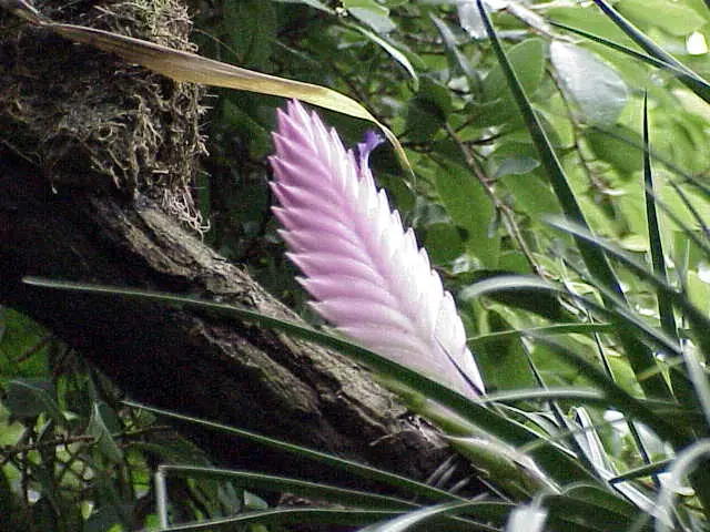 Reference photo of Pink Quill (Tillandsia cyanea)