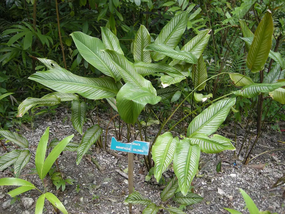 Reference photo of Pinstripe Calathea (Goeppertia ornata)