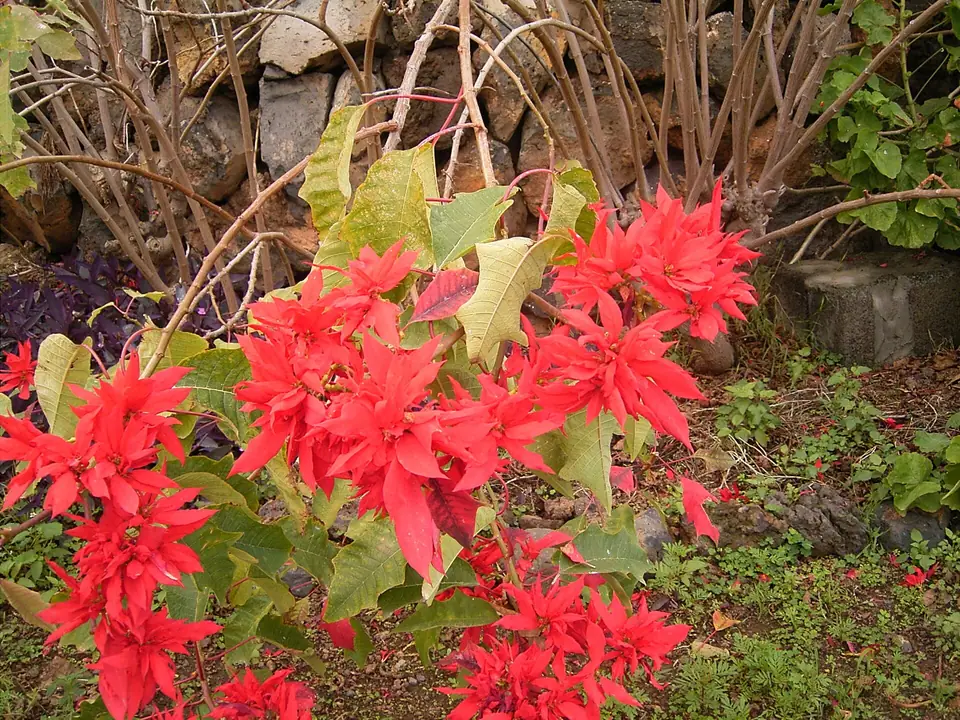 Reference photo of Poinsettia (Euphorbia pulcherrima)