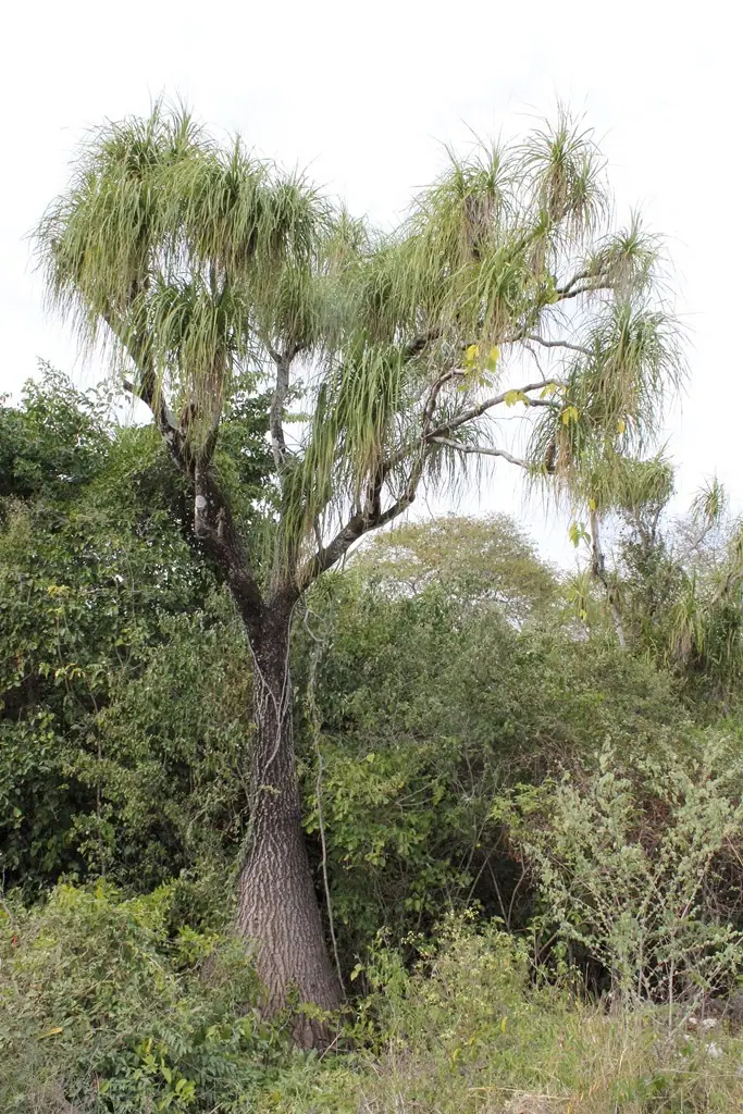Reference photo of Ponytail Palm (Beaucarnea recurvata)