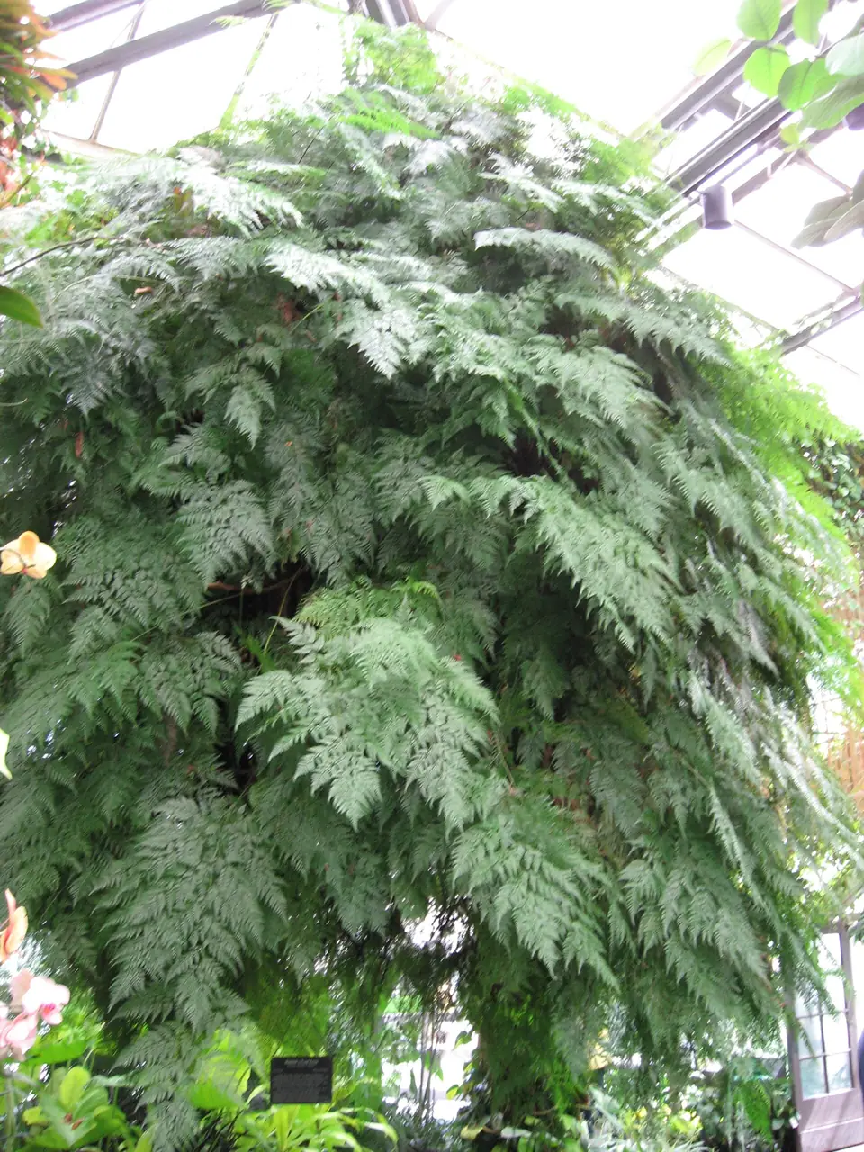 Reference photo of Rabbit's Foot Fern (Davallia fejeensis)