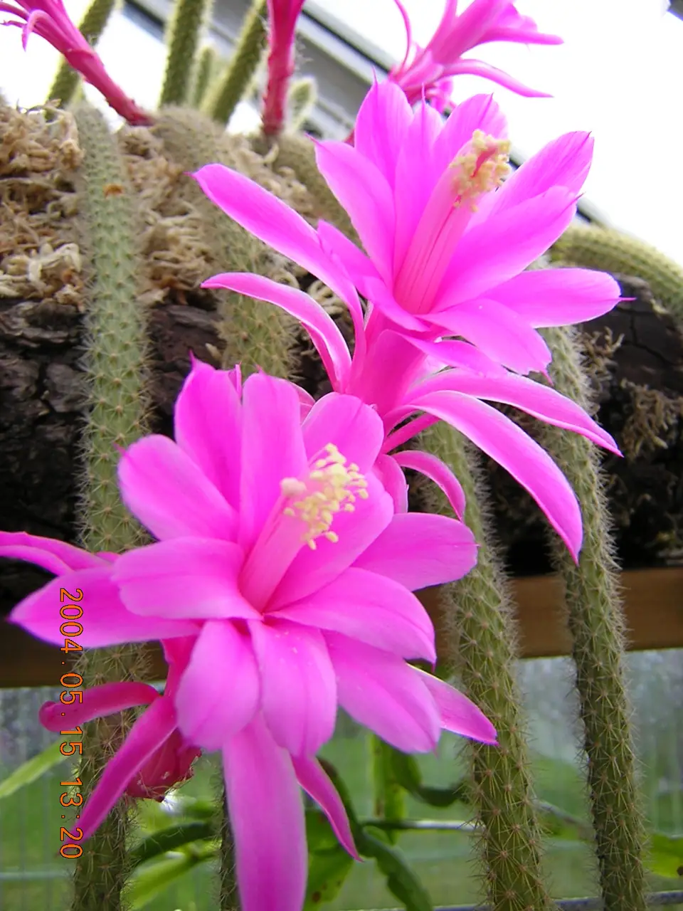Reference photo of Rat Tail Cactus (Disocactus flagelliformis)