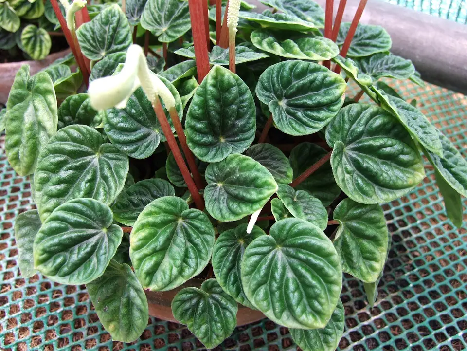 Reference photo of Ripple Peperomia (Peperomia caperata)