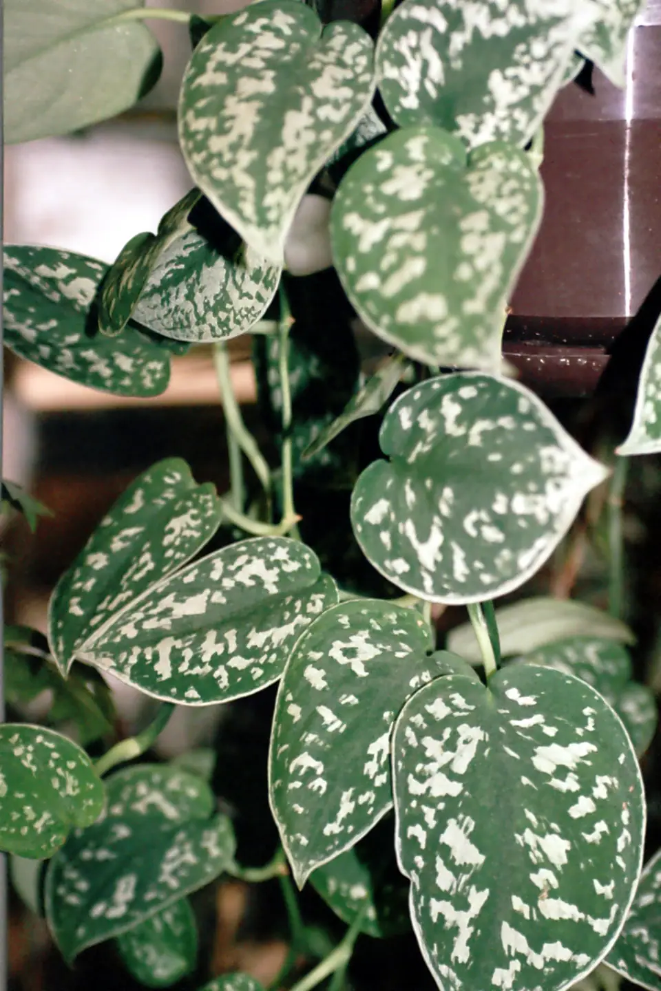 Reference photo of Satin Pothos (Scindapsus pictus)