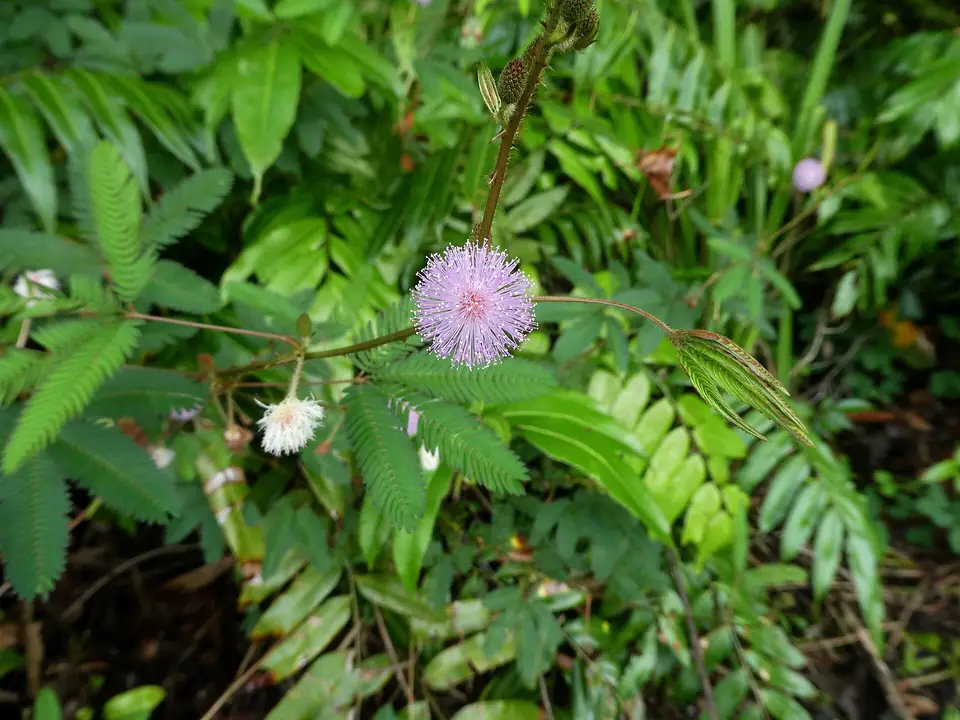 Reference photo of Sensitive Plant (Mimosa pudica)