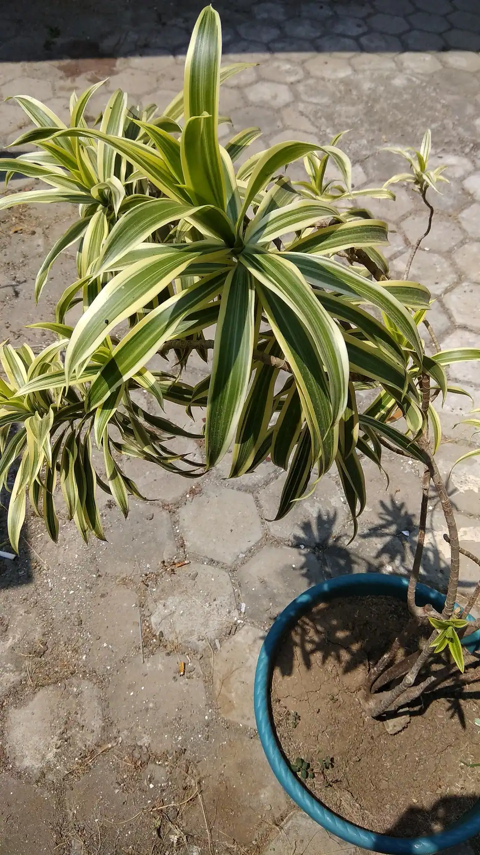Reference photo of Song of India (Dracaena reflexa)