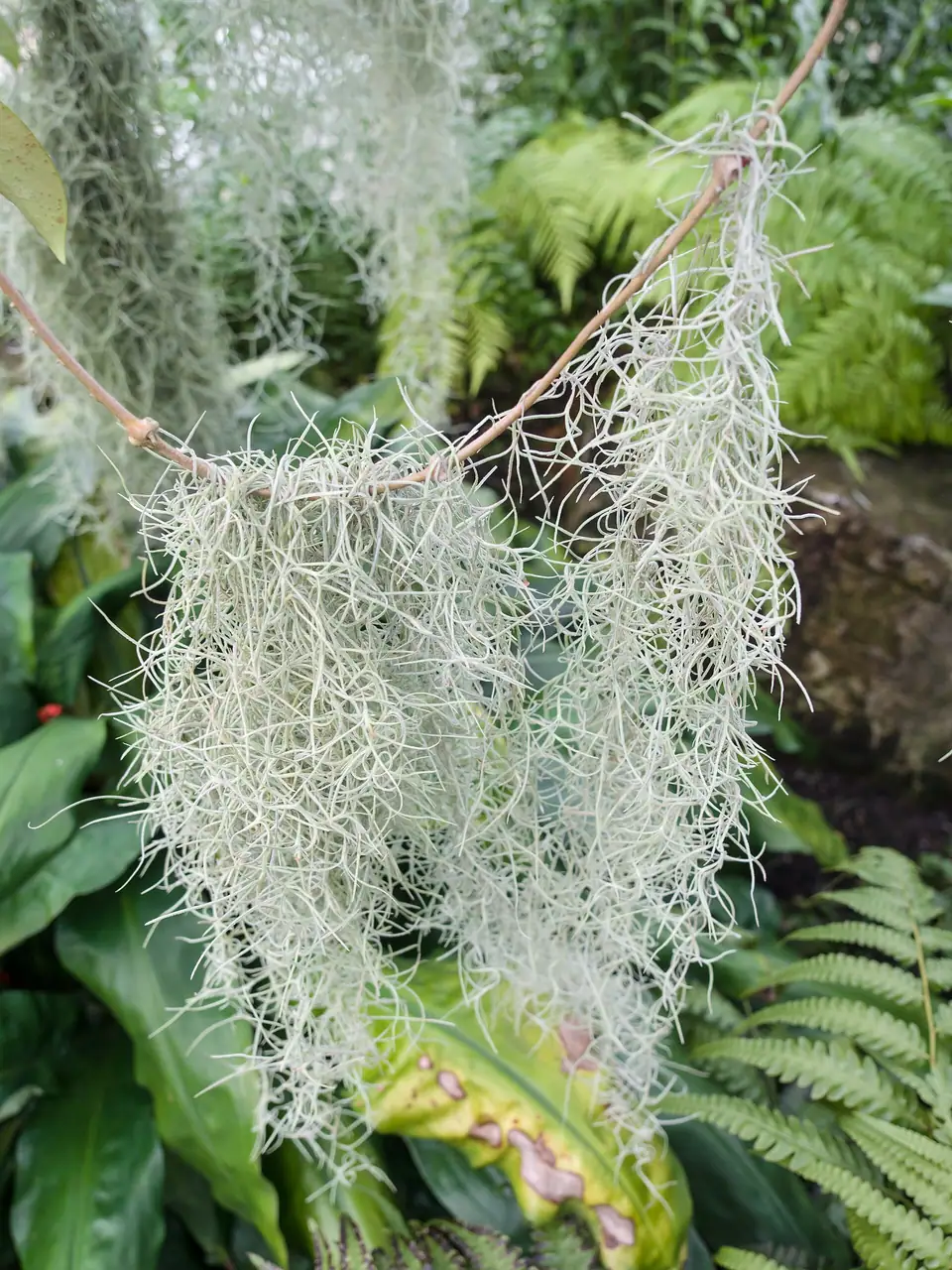 Reference photo of Spanish Moss (Tillandsia usneoides)