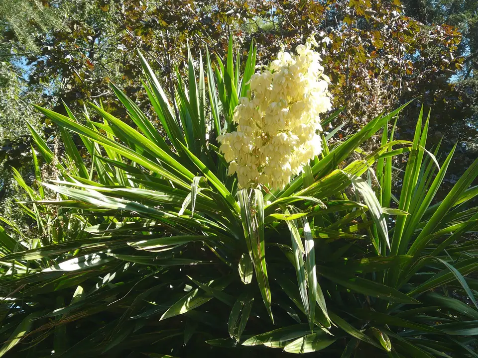 Reference photo of Spineless Yucca (Yucca gigantea)