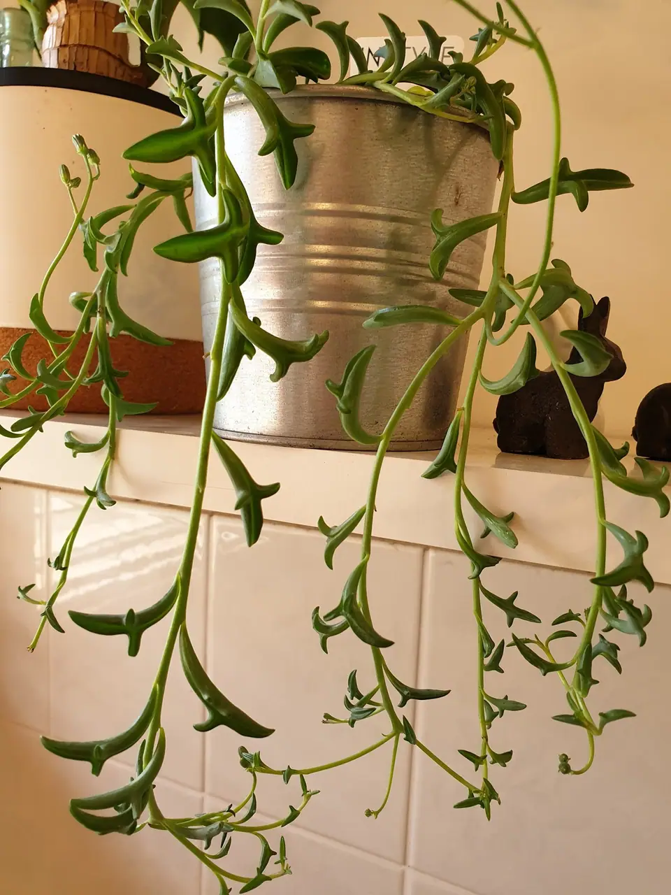 Reference photo of String of Dolphins (Curio × peregrinus)