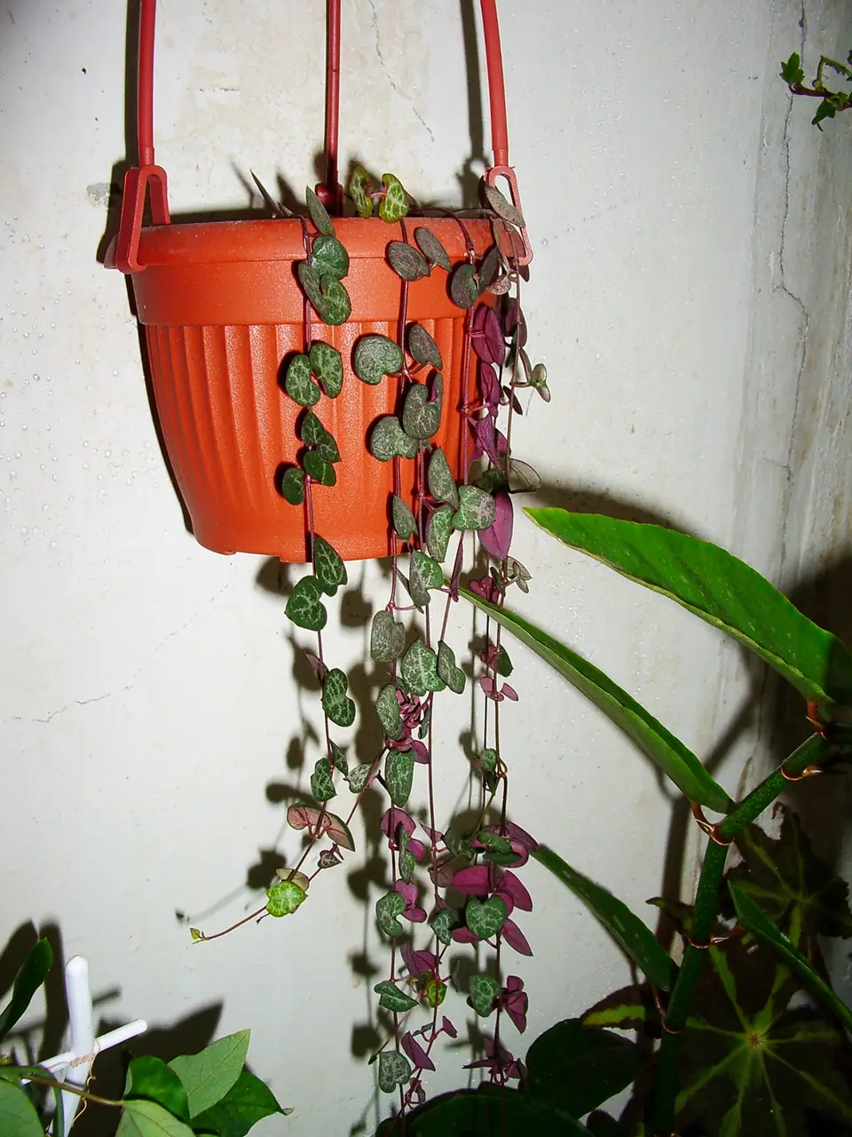 Reference photo of String of Hearts (Ceropegia woodii)