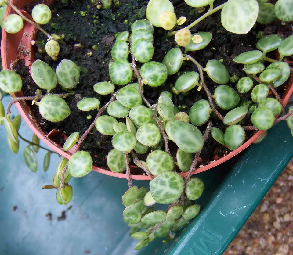Reference photo of String of Turtles (Peperomia prostrata)