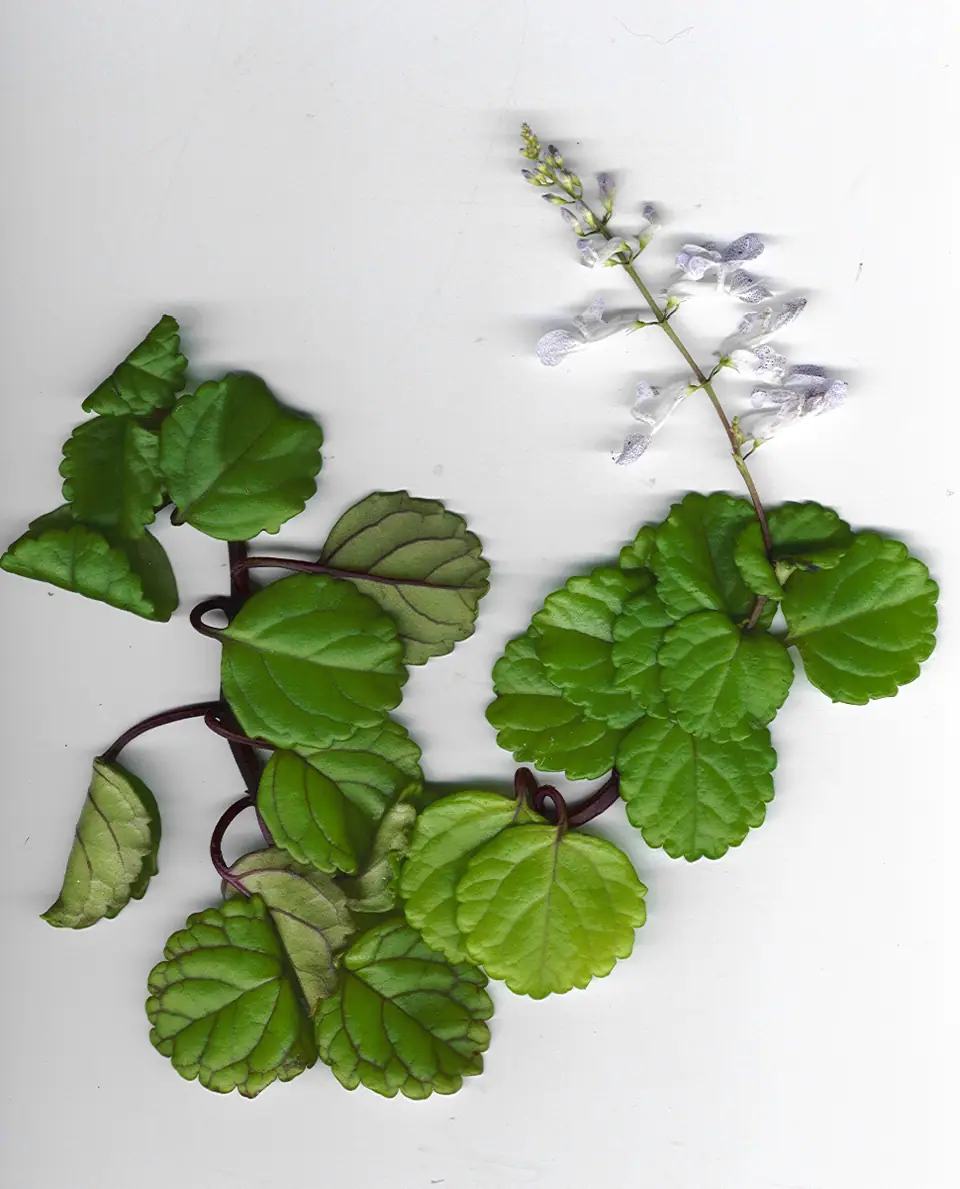Reference photo of Swedish Ivy (Plectranthus verticillatus)