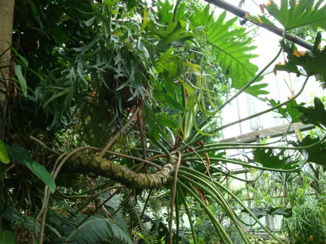 Reference photo of Tree Philodendron (Thaumatophyllum bipinnatifidum)