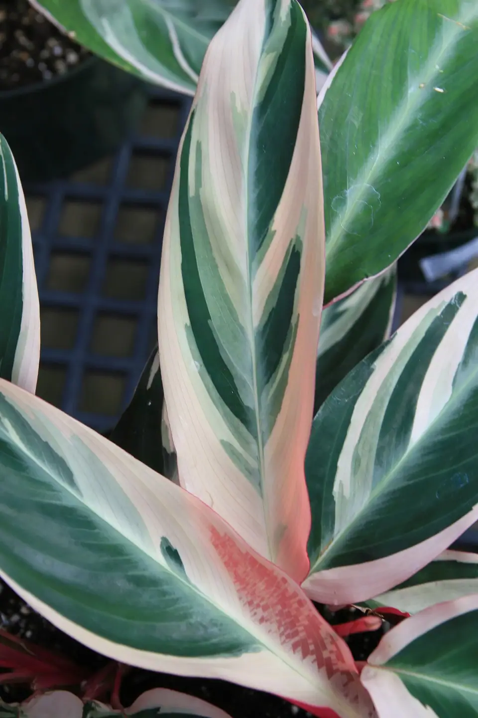 Reference photo of Triostar Stromanthe (Stromanthe thalia 'Triostar')