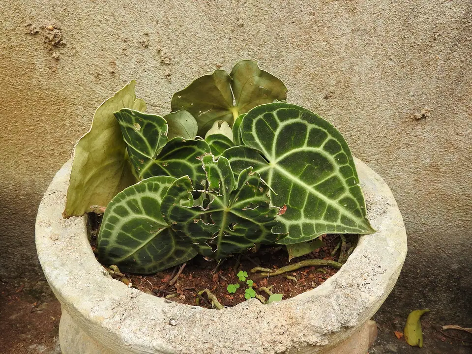 Reference photo of Velvet Cardboard Anthurium (Anthurium clarinervium)
