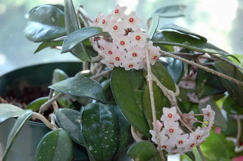 Reference photo of Wax Plant (Hoya carnosa)