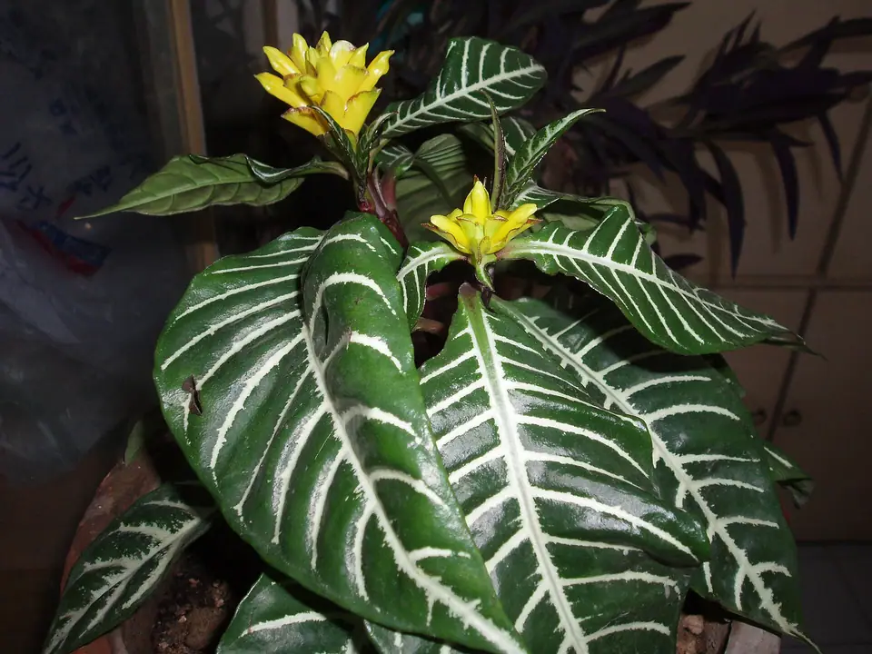 Reference photo of Zebra Plant (Aphelandra squarrosa)